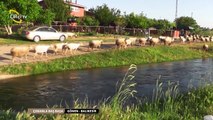 Çobanla-Başbaşa-1.bölüm-Balıkesir-Gönen-Hasanbeyköyü-Mesut-Aksakal(Sunum-KadirDemircan05366062730)