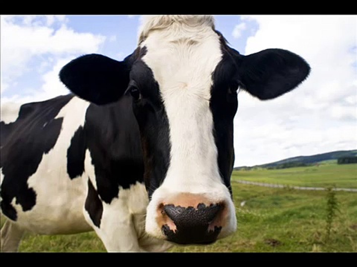 mooing cow