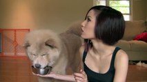 TAG: My Furry Friend (with Momo Bear!!! - Chow Chow)