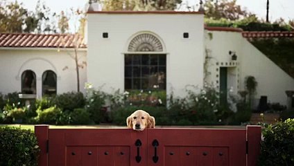 dog sad, when moving house