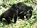Baby gorillas playing2, Bwindi, Uganda
