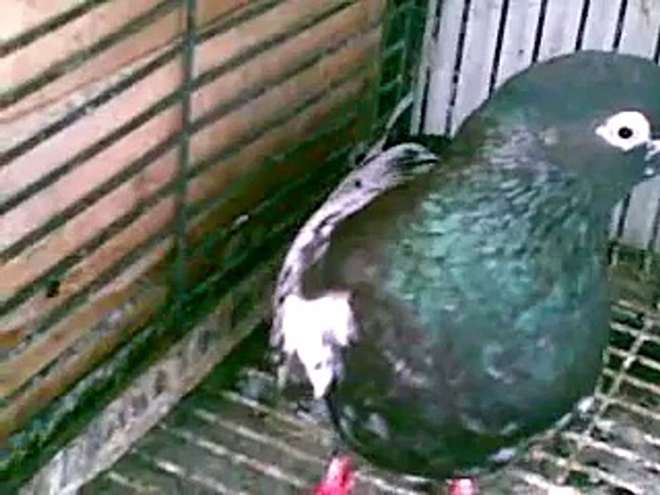 Rampuri Pigeons of Fahim Abdul Majeed