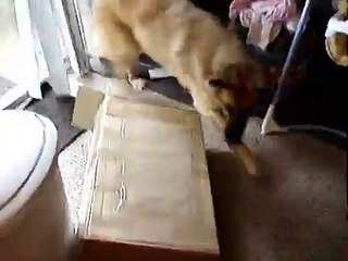 Pop Goes the Weasel: Mr. Kitty Attacks Nietzsche