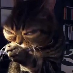 Mathilda, la chatte extra-terrestre aux gros yeux !