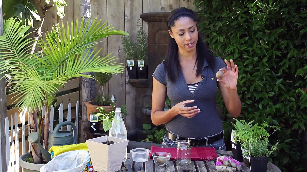 How to Plant Avocado Seeds in Water : Vegetable Gardening