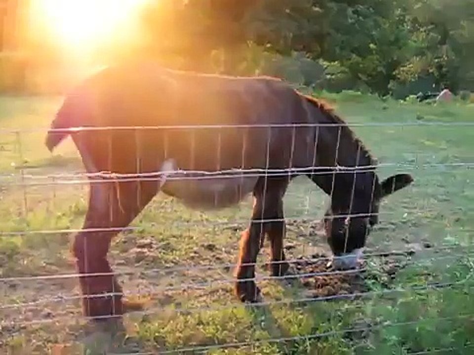 Donkey Poo