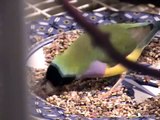 Our Gouldians and Other Finches