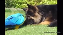 Удивительная дружба животных | Unbelievable Unlikely Animal Friendships Compilation