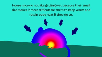 Facts About Common House Mouse