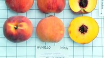 Peach Picks for South Carolina - #10 Winblo - Everything About Peaches