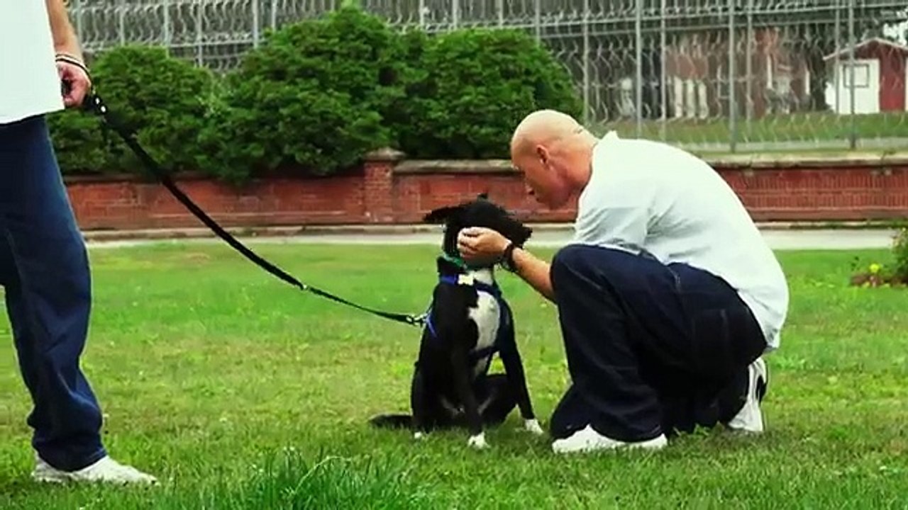 En prison, des incarcérés s'occupent des chiens abandonnés