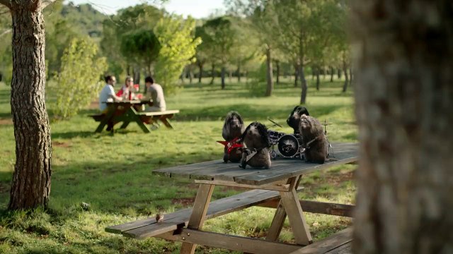 France Télévisions : Bel été sur France 3 - Marmottes Rock