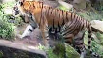 Siberian Tigers in Action - Two brothers named Claudius and Cornelius - 6 years old