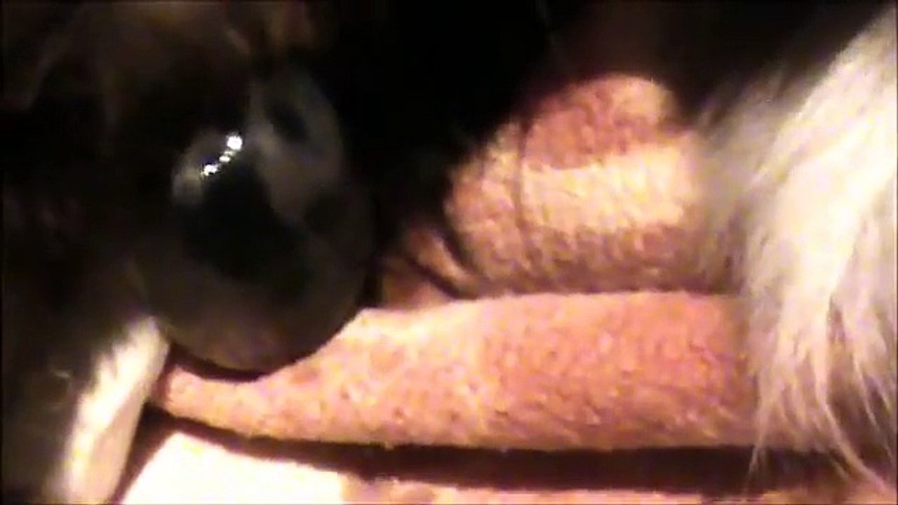 La naissance de mes chiots border collie