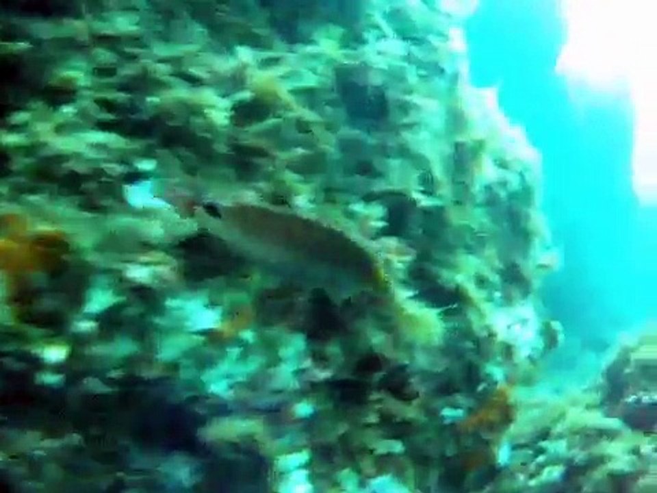 S.D.H.R. Vintage Scuba Diving Center - FRANCE - Calanque de Méjean (13, Marseille)