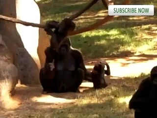 Funny Animal Outtakes! With Panda Fail and Dancing Parrot