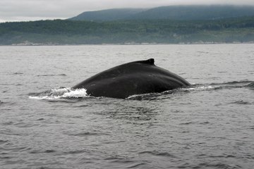 Aniden Çıkan Kambur Balina