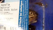 Wunder? Toter Fisch - Forelle - in der Verpackung lebt? Miracle? dead fish in packing ..alive?