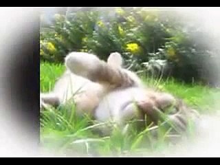 The Lion Sleeps Tonight  - REM - Eulogy for Chico