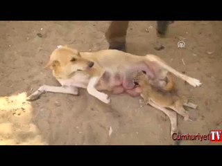 Köpek, yavru aslana annelik yapıyor