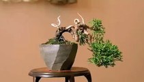 bonsai tree シンパク盆栽（ベランダで楽しむミニ盆栽）Shimpaku Juniper