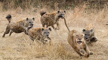 Sırtlan Sürüsü Aslana Saldırdı