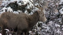 Happy Holidays from the Pryor Mountains