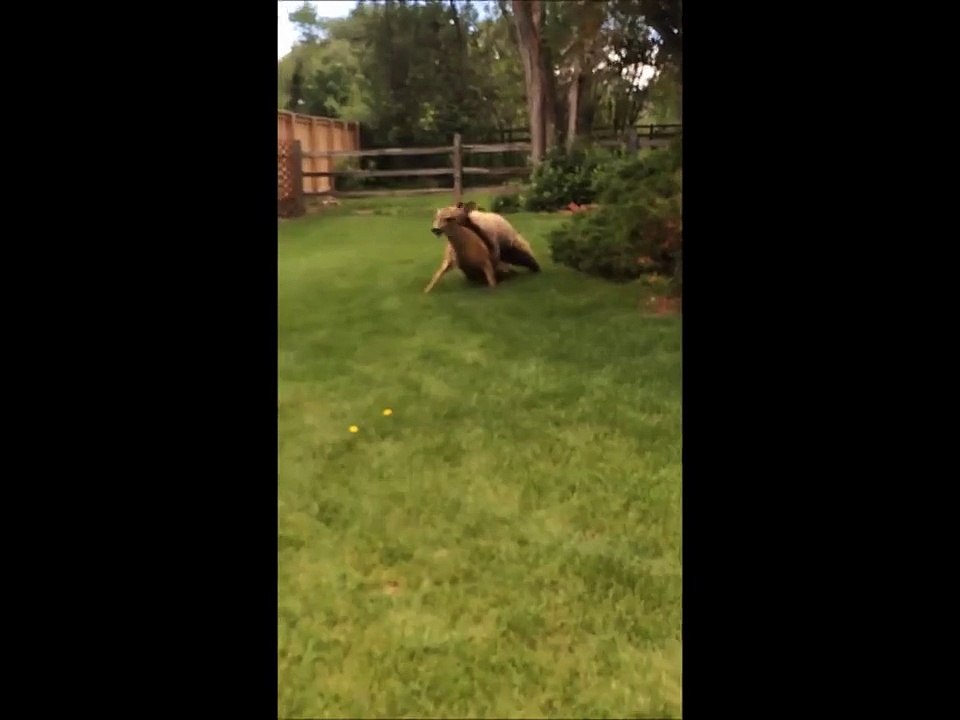 A bear attacking a deer in a garden