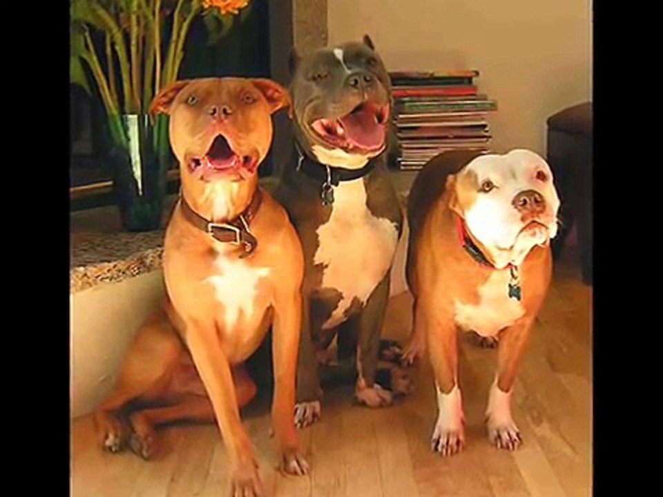 The American Pit Bull:  Preserve Our American Icon