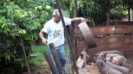 Coisas da roça, Vida no campo, Criação de porcos,