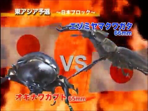 ５、かぶと★くわがたムシリンピック～東アジア予選～ 【Beetles★Stag Beetles Mushi- Olympic】East Asia qualifier