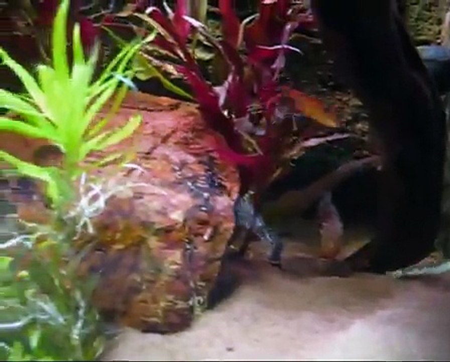 Planted tank - new aquarium layout in April 2008