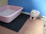 Cute Siberian Kittens playing