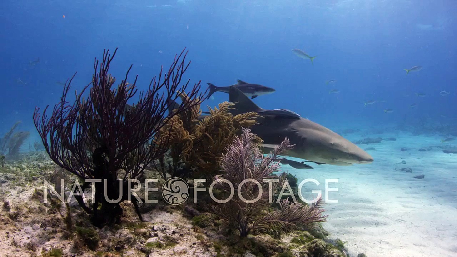 Sharks in Ultra HD 4K Resolution! - NatureFootage Collection