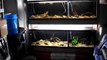 Apistogramma Project - Tanks\Rack\Plumbing\Lighting