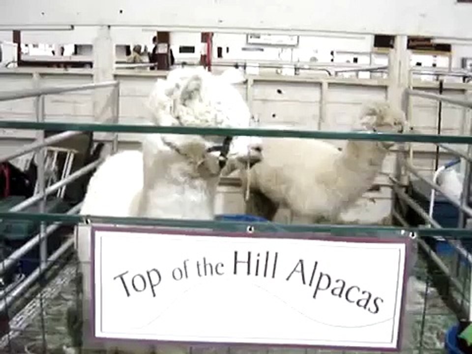 alpaca hum