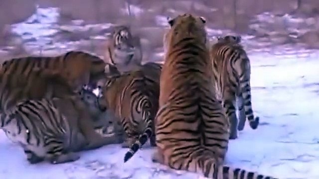 اقوى مشهد افتراس على ناشونال جوغرافيك ابو ظبى