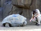 Galapagos Giant Tortoise