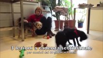 Puppy Class - Educazione Addestramento Cuccioli Varese-Milano-Lugano