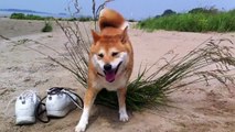 Crazy Shiba Inu / Funny Dog 柴 犬