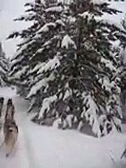 Dog Sledding in Ely Minnesota