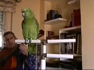 loro cantando flamenco, canción de Paco Ibañez