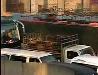 animals cruelty!!!!!!!!!!!