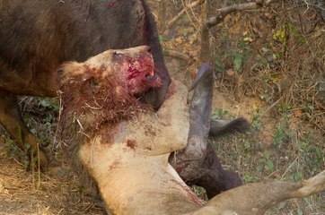 Buffalo vs Lion - RIP Lion (Battle Of The Giants!)