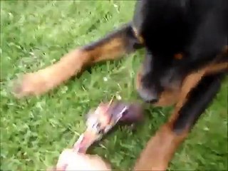 Rottweiler 7 month old (oldies but goldies VI)