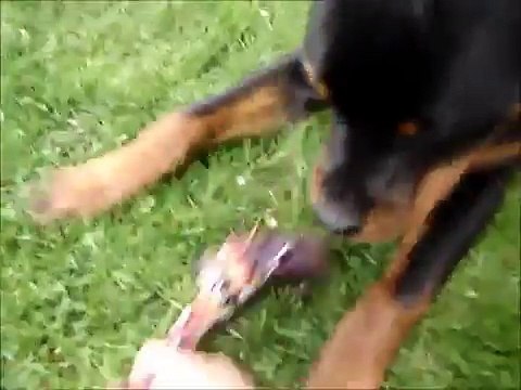 Rottweiler 7 month old (oldies but goldies VI)