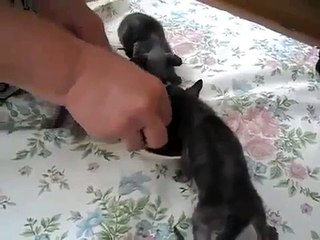 eat learning Cute kittens to