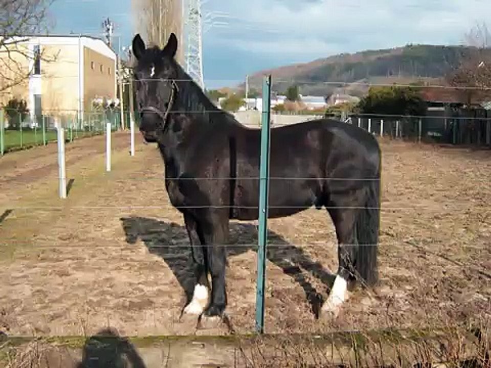Rex, das beste Pferd der Welt