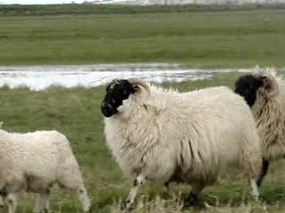 MOUTONS SCOTTISH BLACK FACE