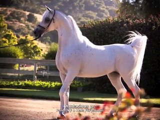 Varian Arabians - Raeshell V Nov. 6, 2012.m4v